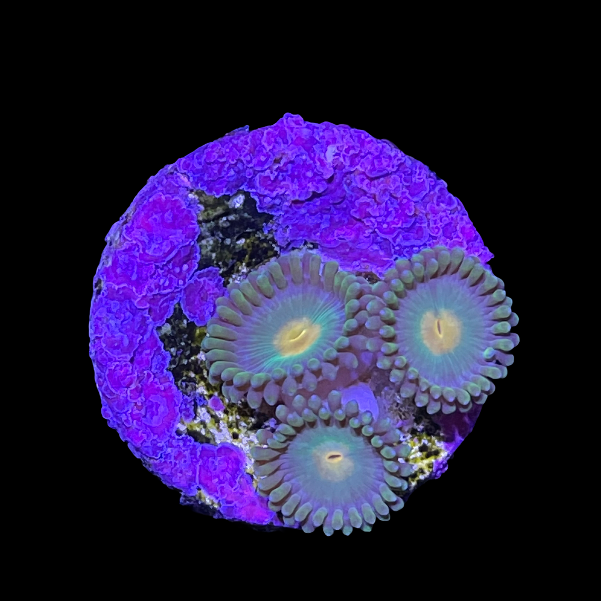 Zoa Frag