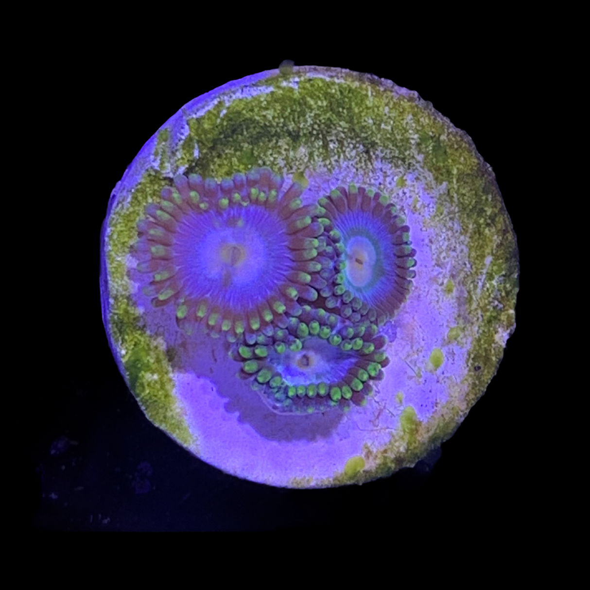 Zoa Frag