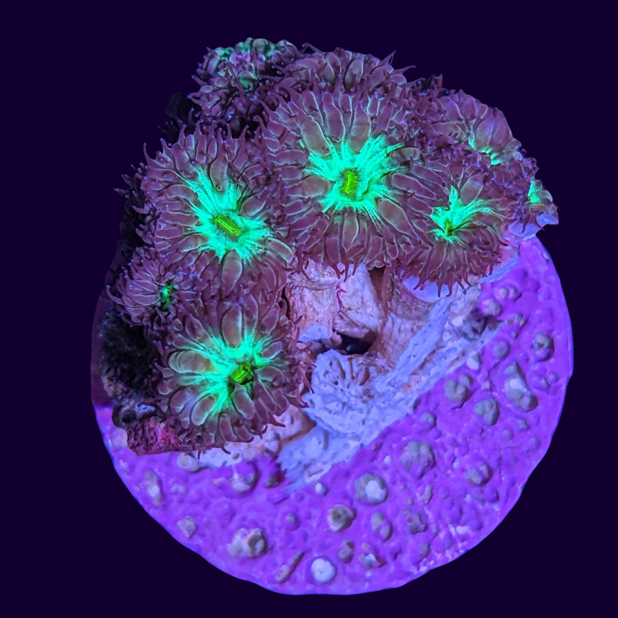 Red & Green Blastomussa