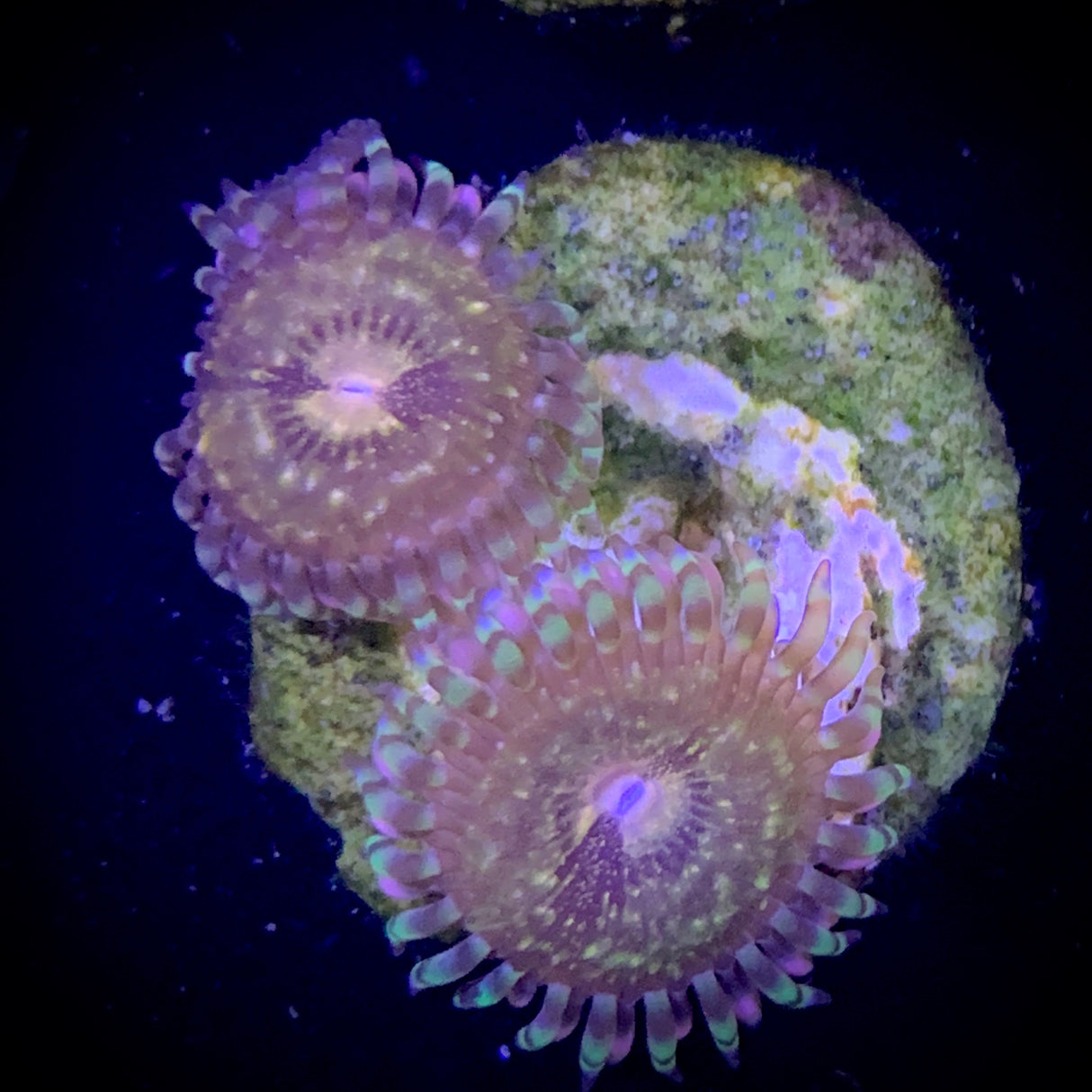 Zoa Frag