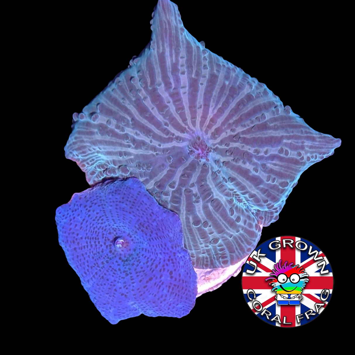 Green & Blue Mushroom (UK Grown)