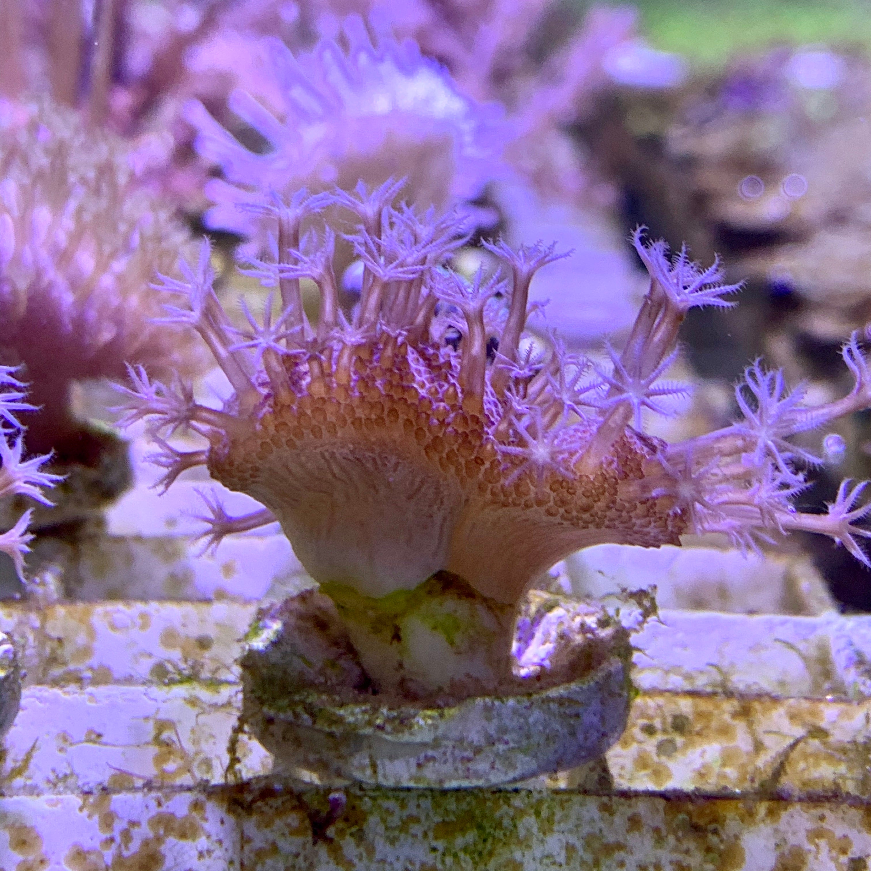 Toadstool Cora Toadstool Coral – thecoralcentre