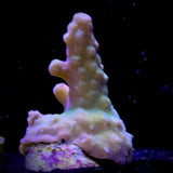 Acropora Frag