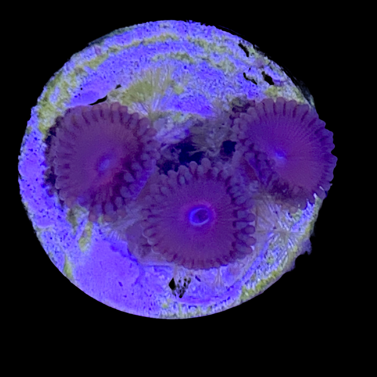 Zoa Frag