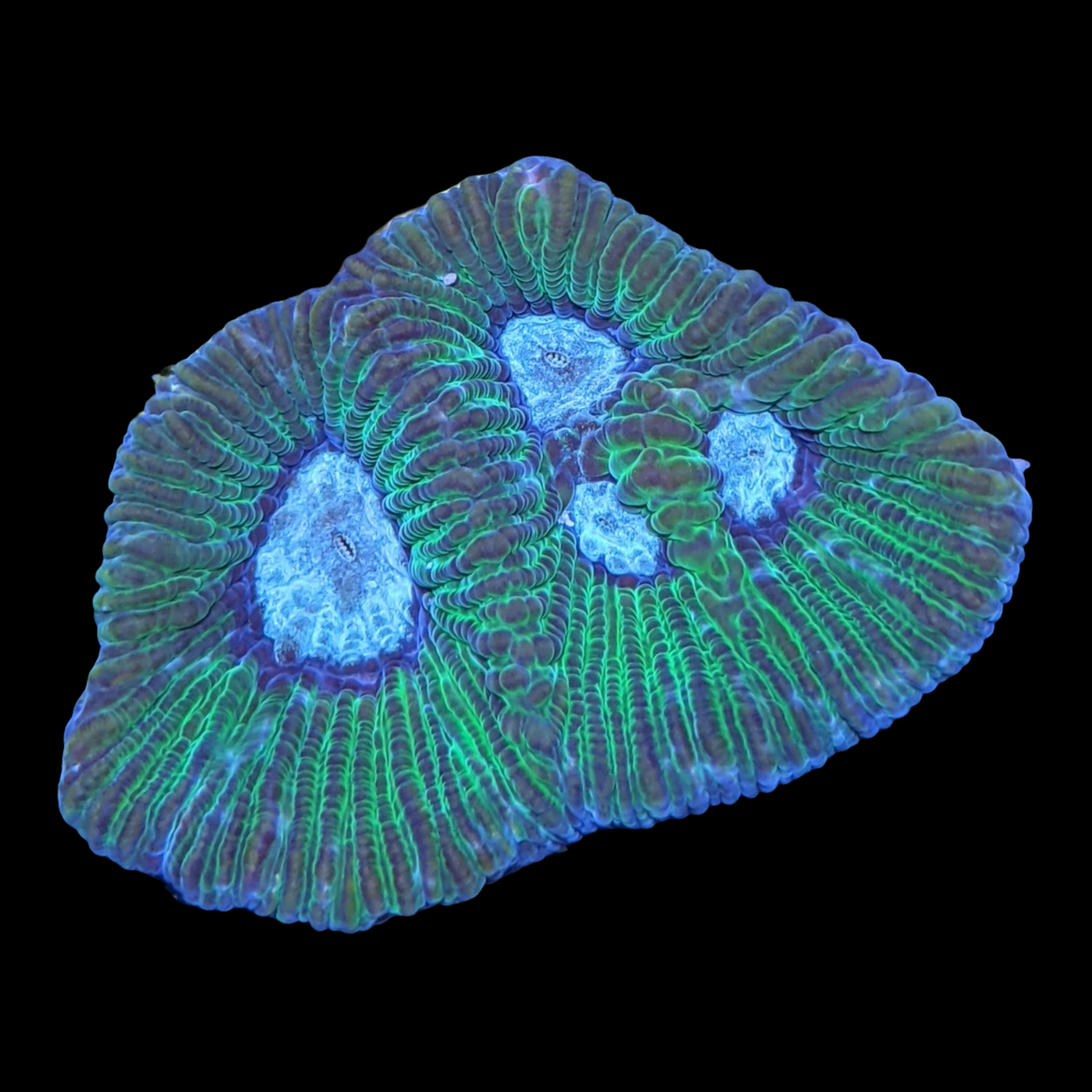 Camo Goniastrea