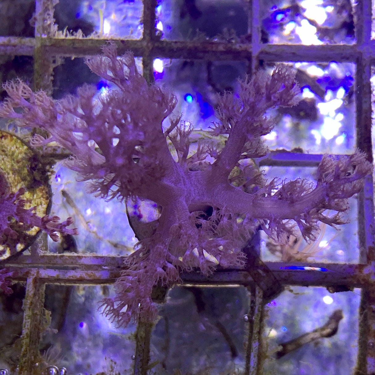 Kenya Tree Coral