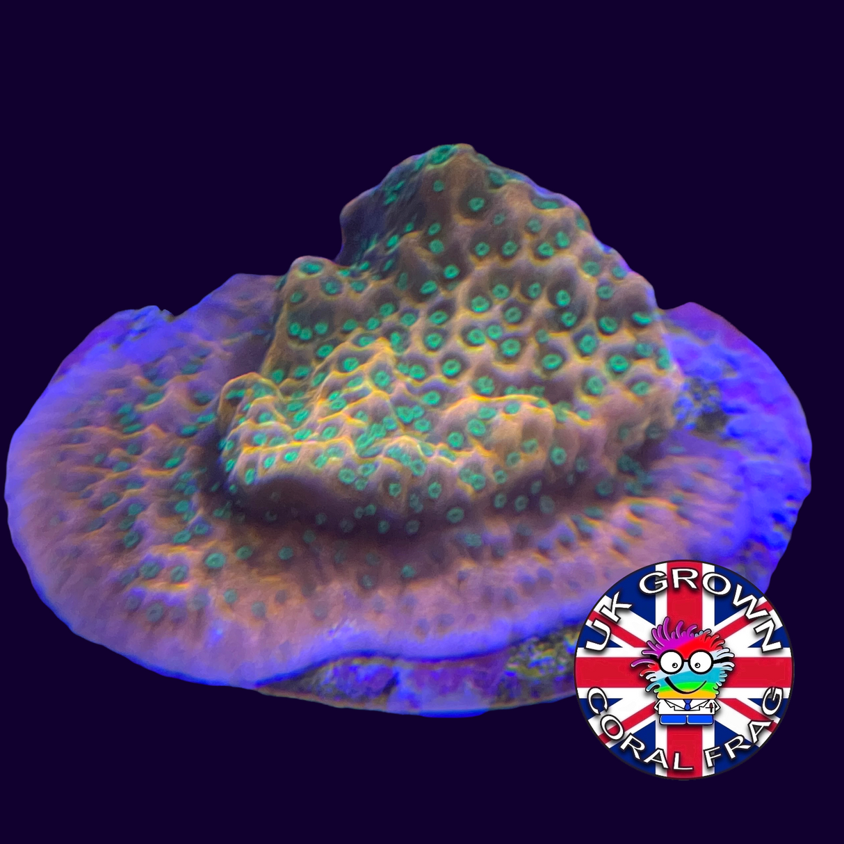 Tropic Thunder Montipora (UK Grown)