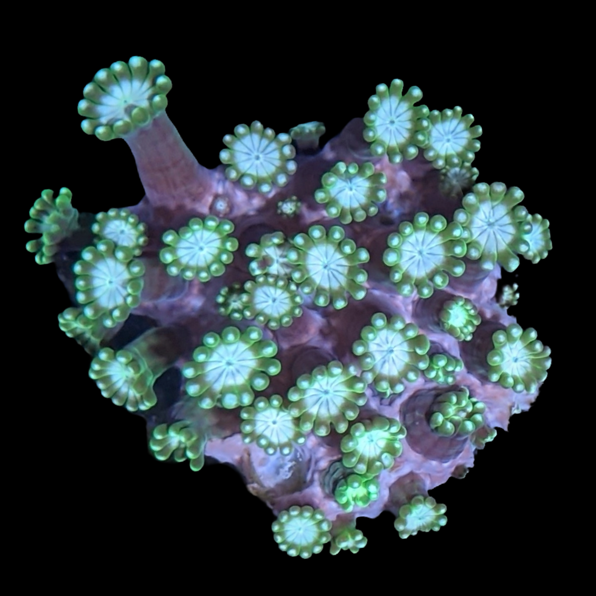 Green / Pink Alveopora