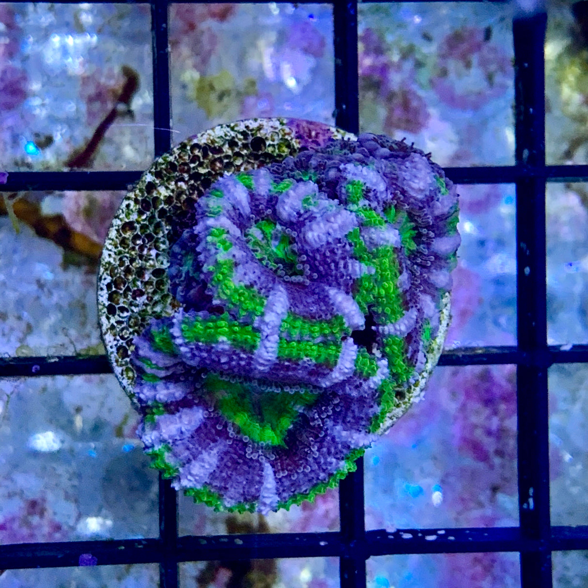 3 Head Acan Frag