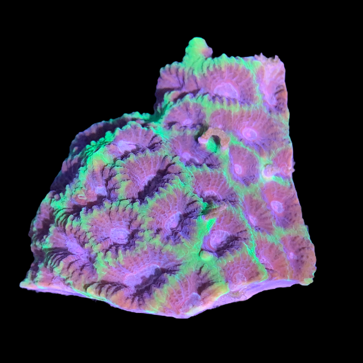 Favia Coral XL Frag