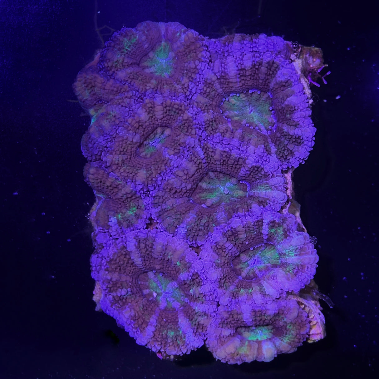 Acanthastrea Lordhowensi