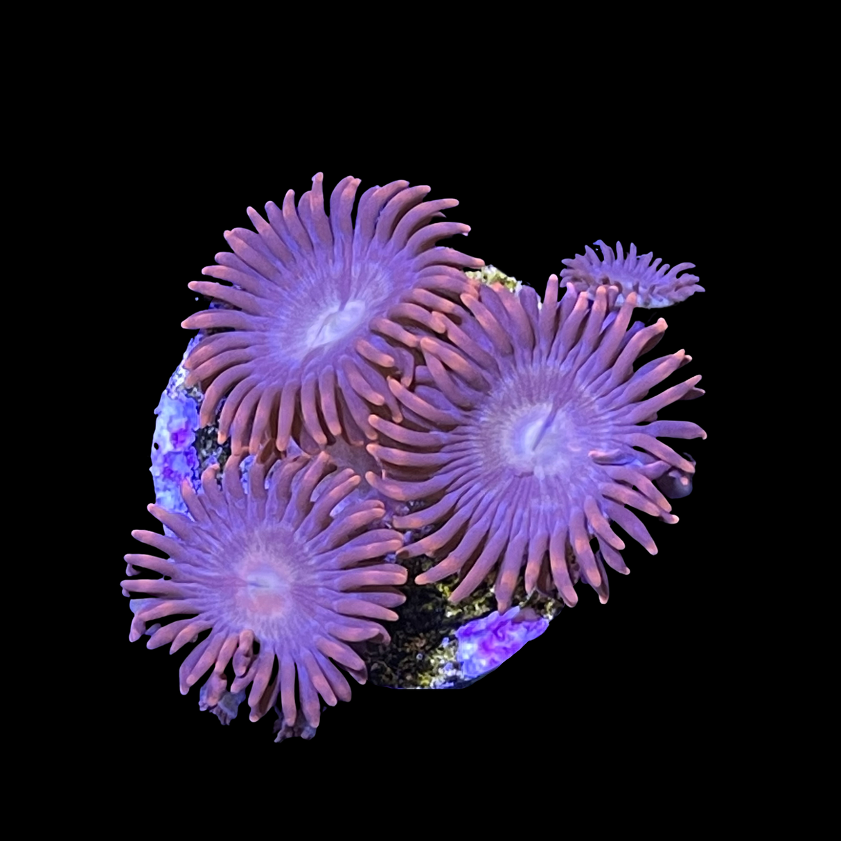 Zoa Frag