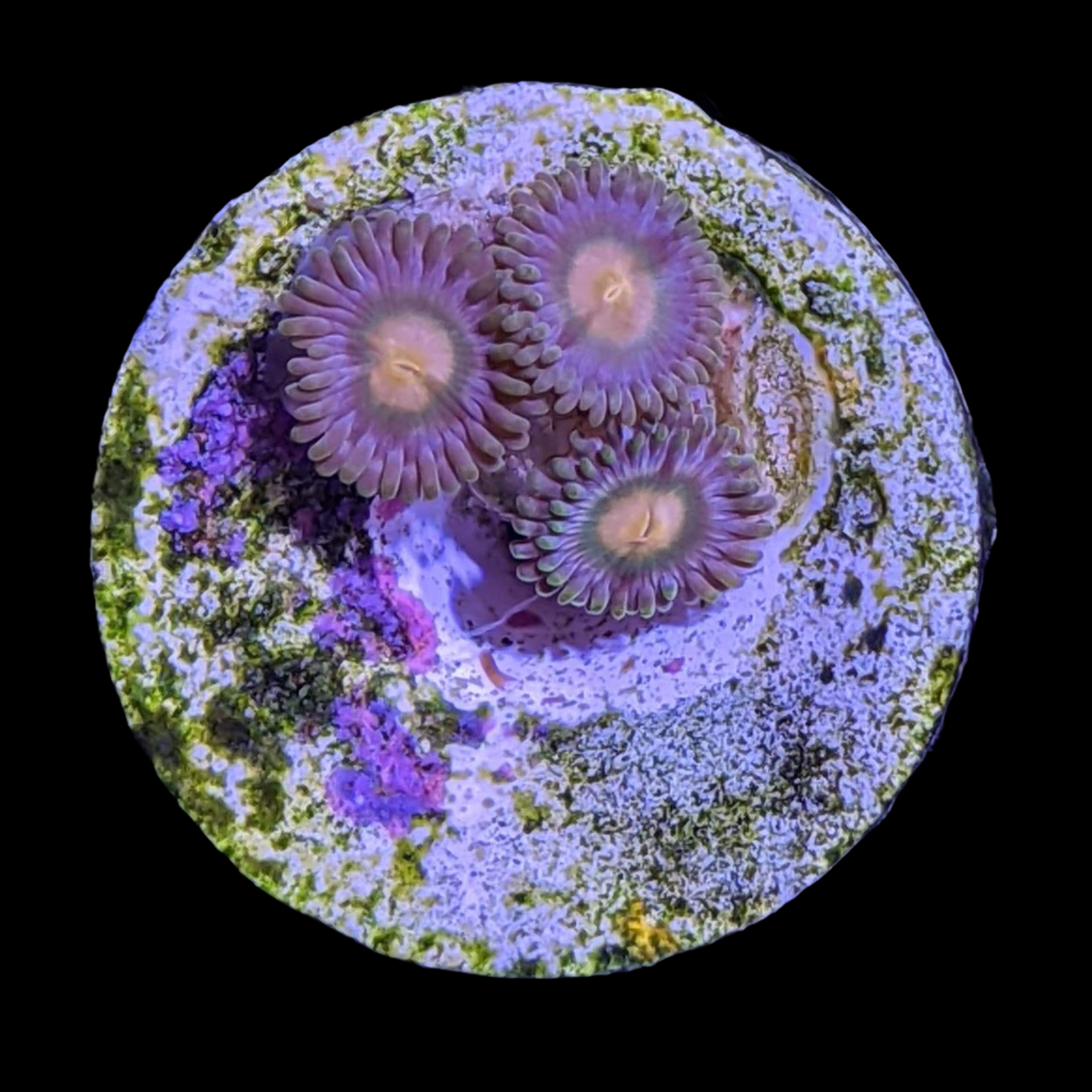 Zoa Frag