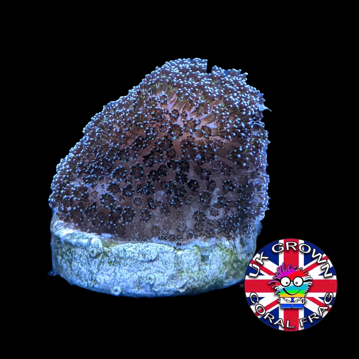 Stylophora Pistillata (UK Grown)