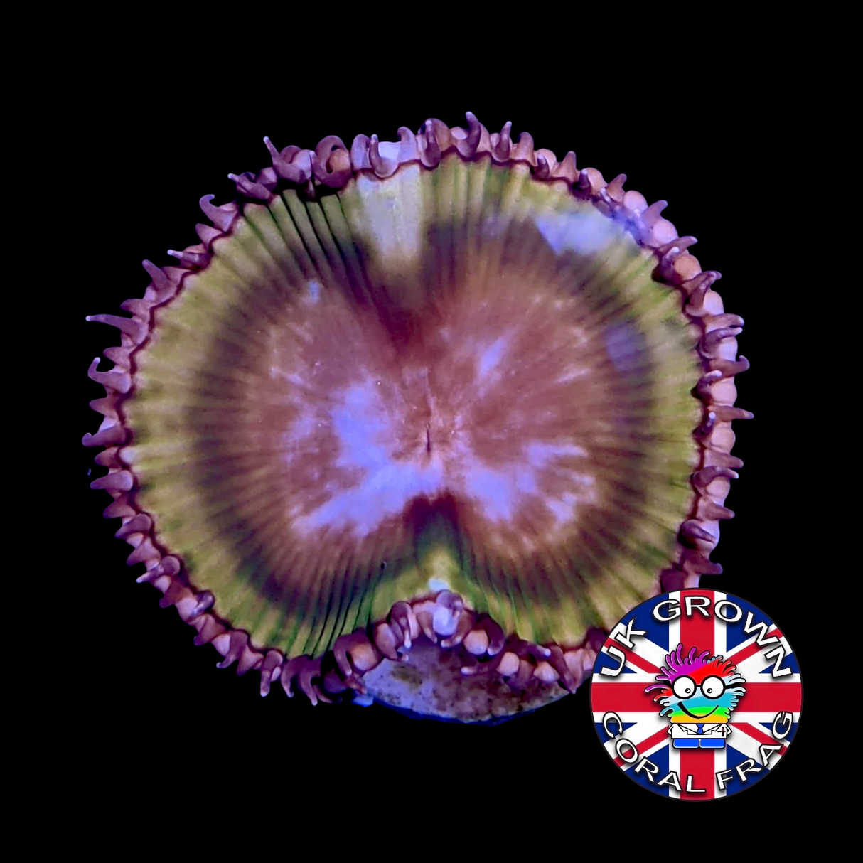 Grandis Paly Zoa Frag (UK Grown)