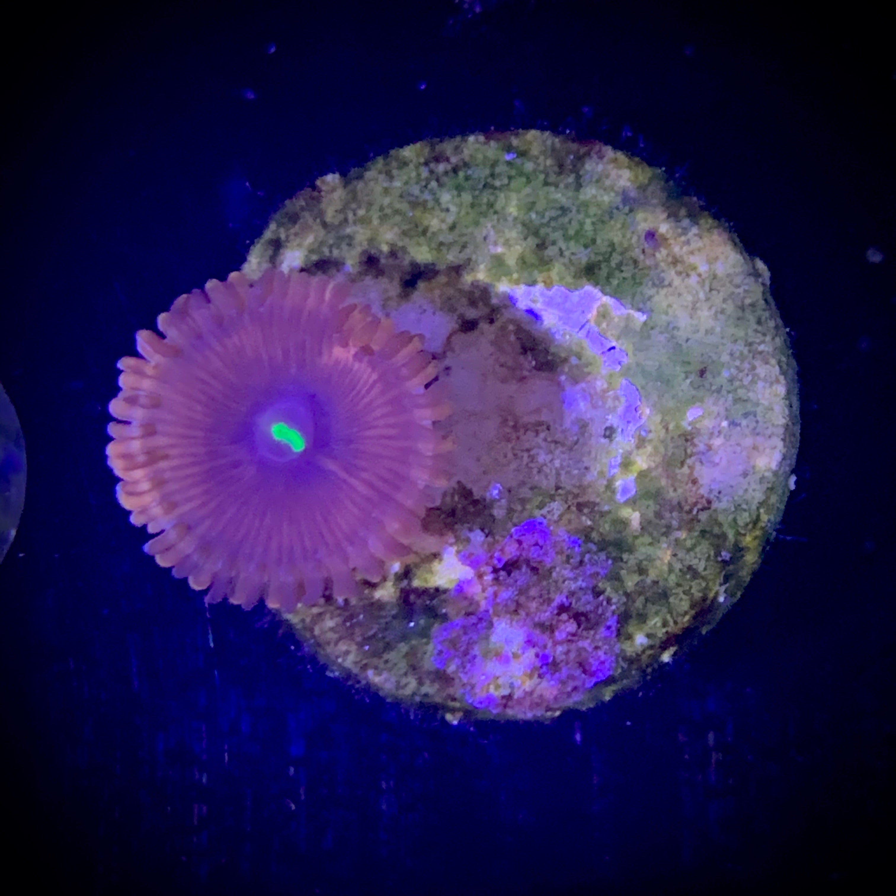 Zoa Frag