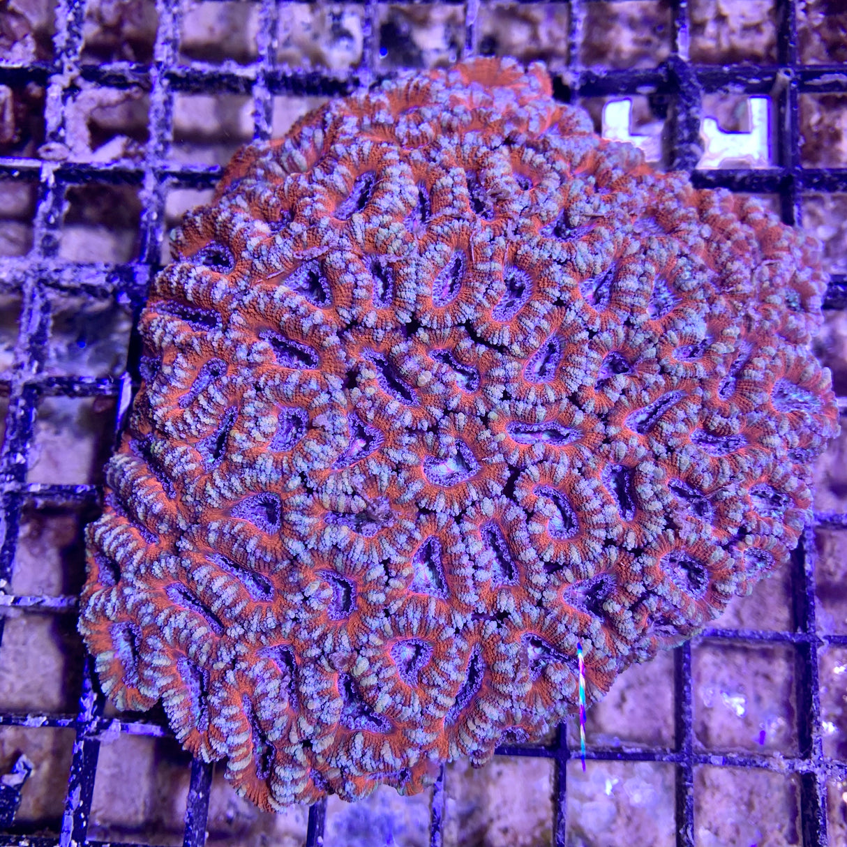 Acan Colony