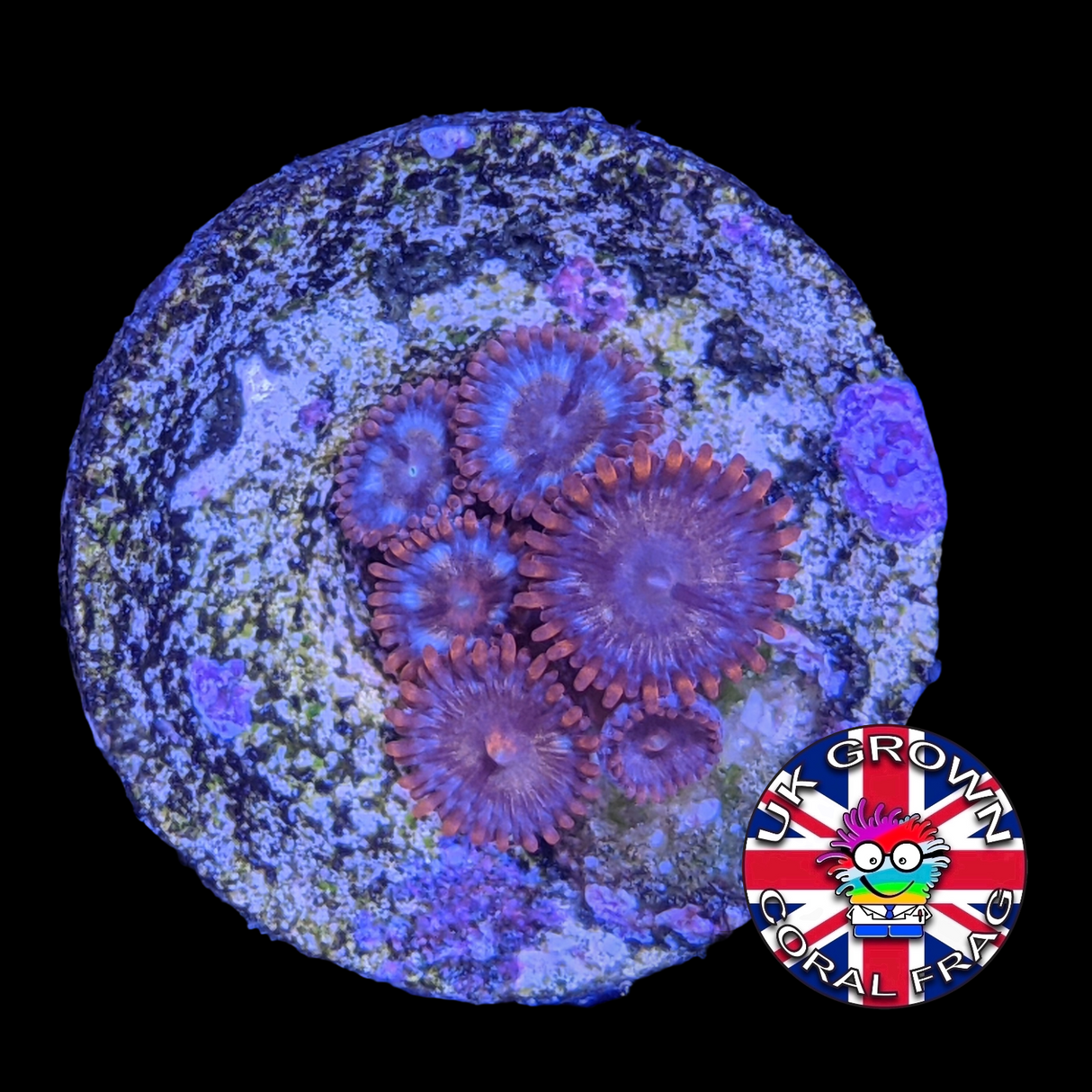 Pin wheel Zoa (UK Grown)