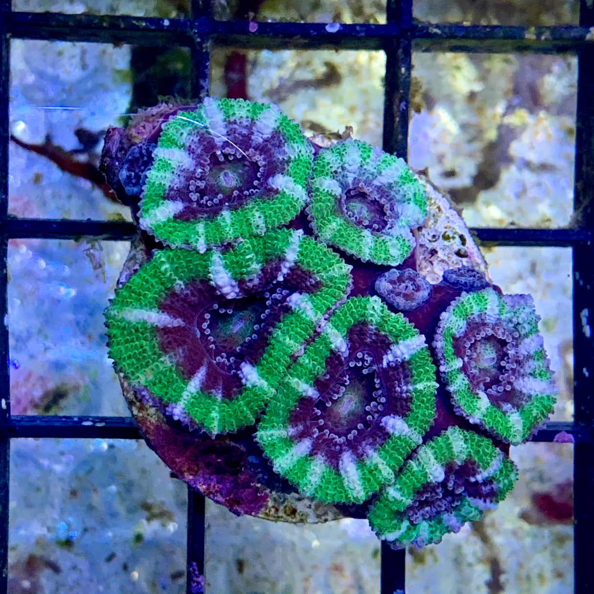6 Head Acan Frag