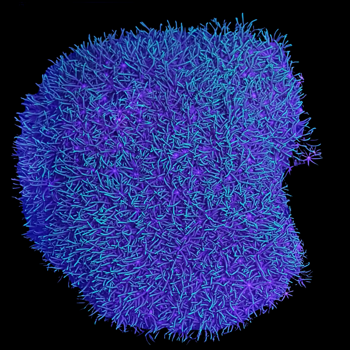 Star Polyps colony