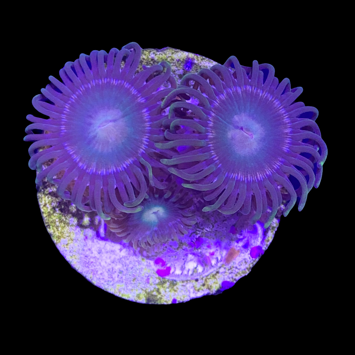 Zoa Frag