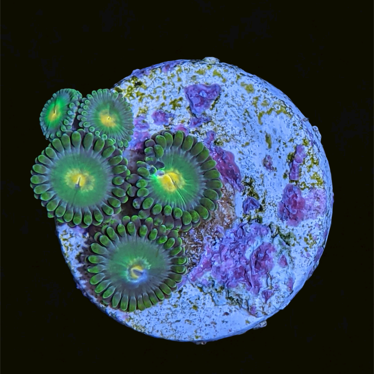 John Deere Zoa Frag