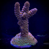 Millepora Frag