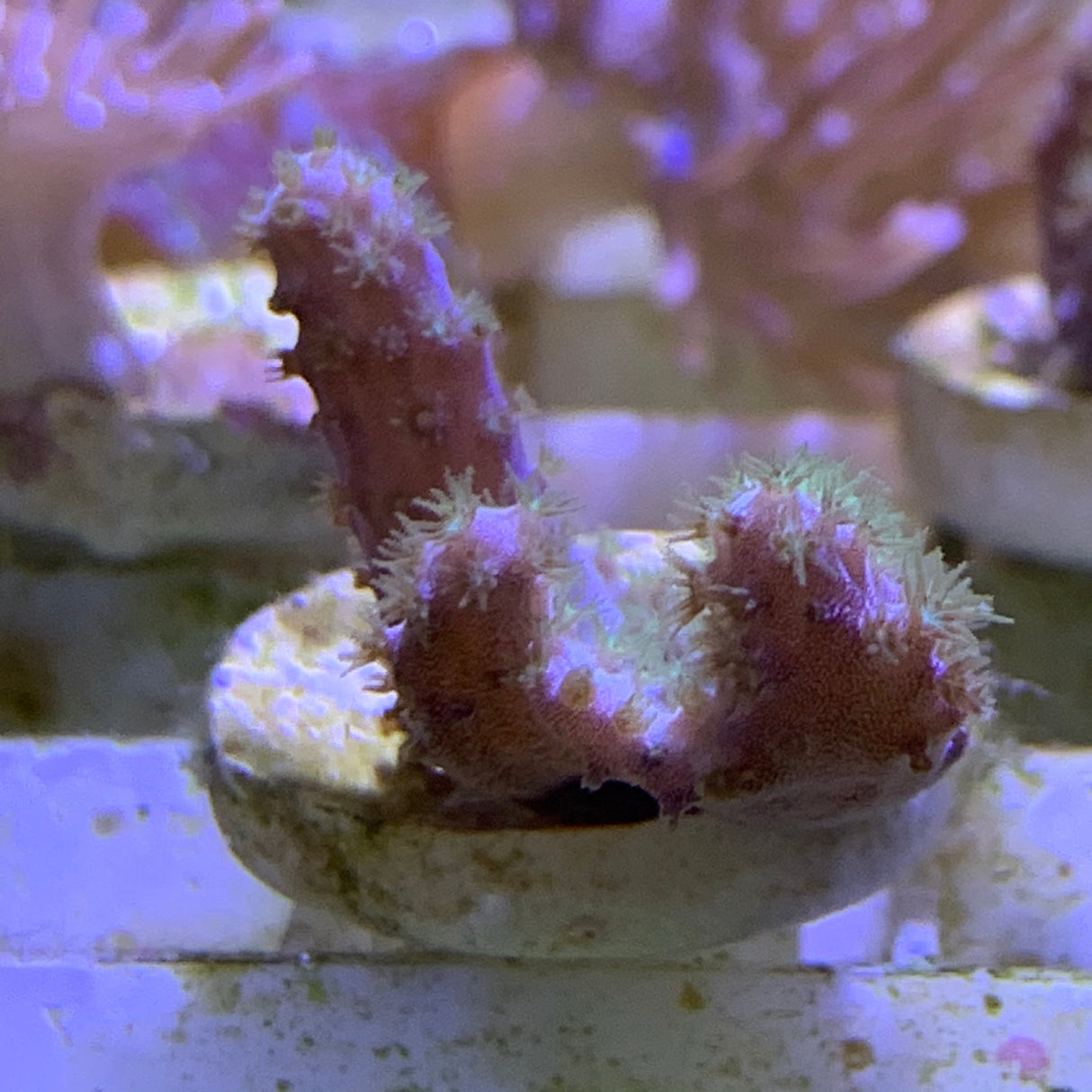 Green Polyp Cladiella Leather