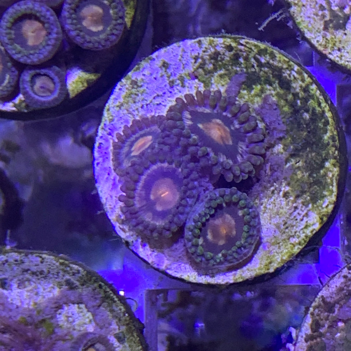 4 polyp Zoa frag