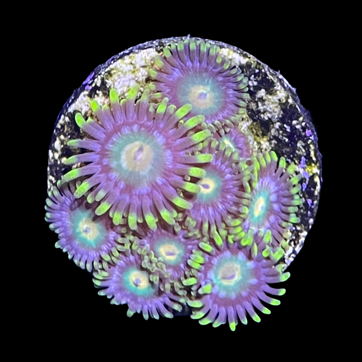 John Deere Zoa Frag