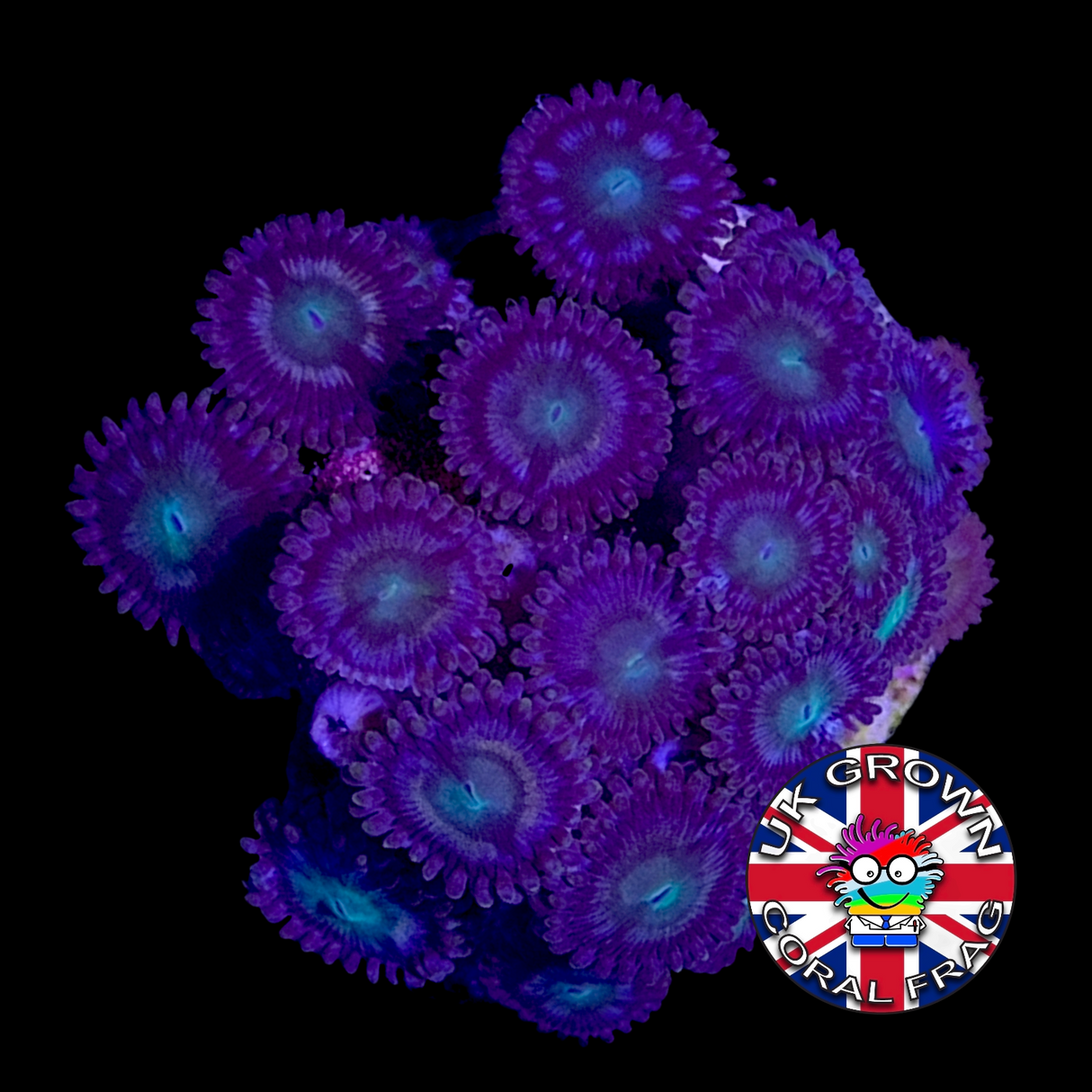 Zoa Frag (UK Grown)