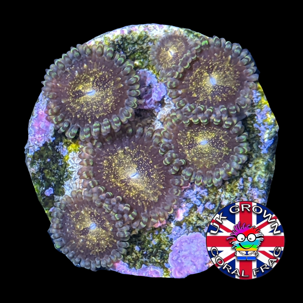 Reverse Space Monster Zoa Frag (UK Grown)