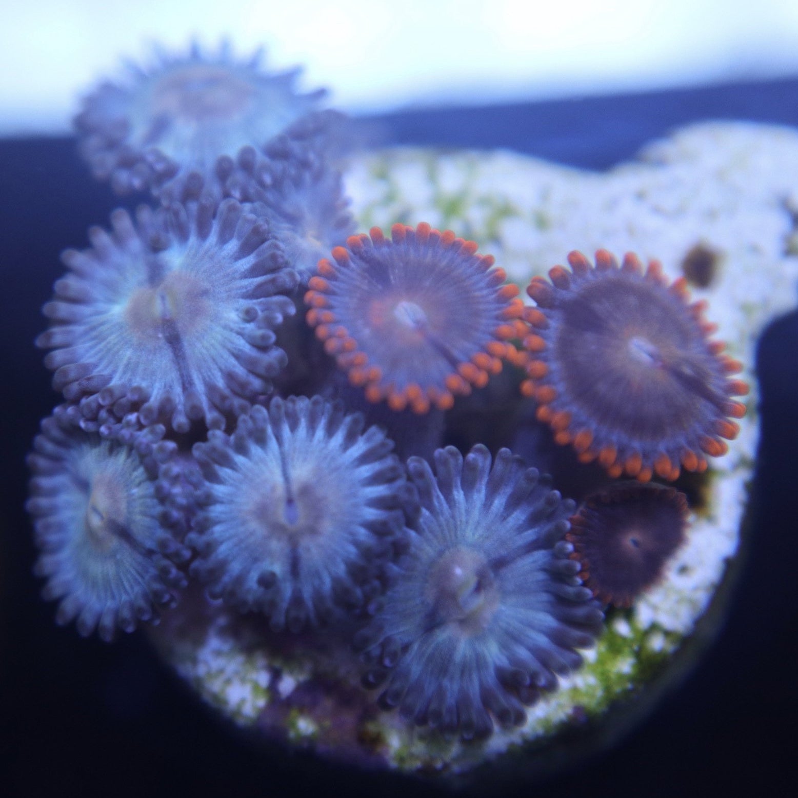 7 Polyp Zoa frag