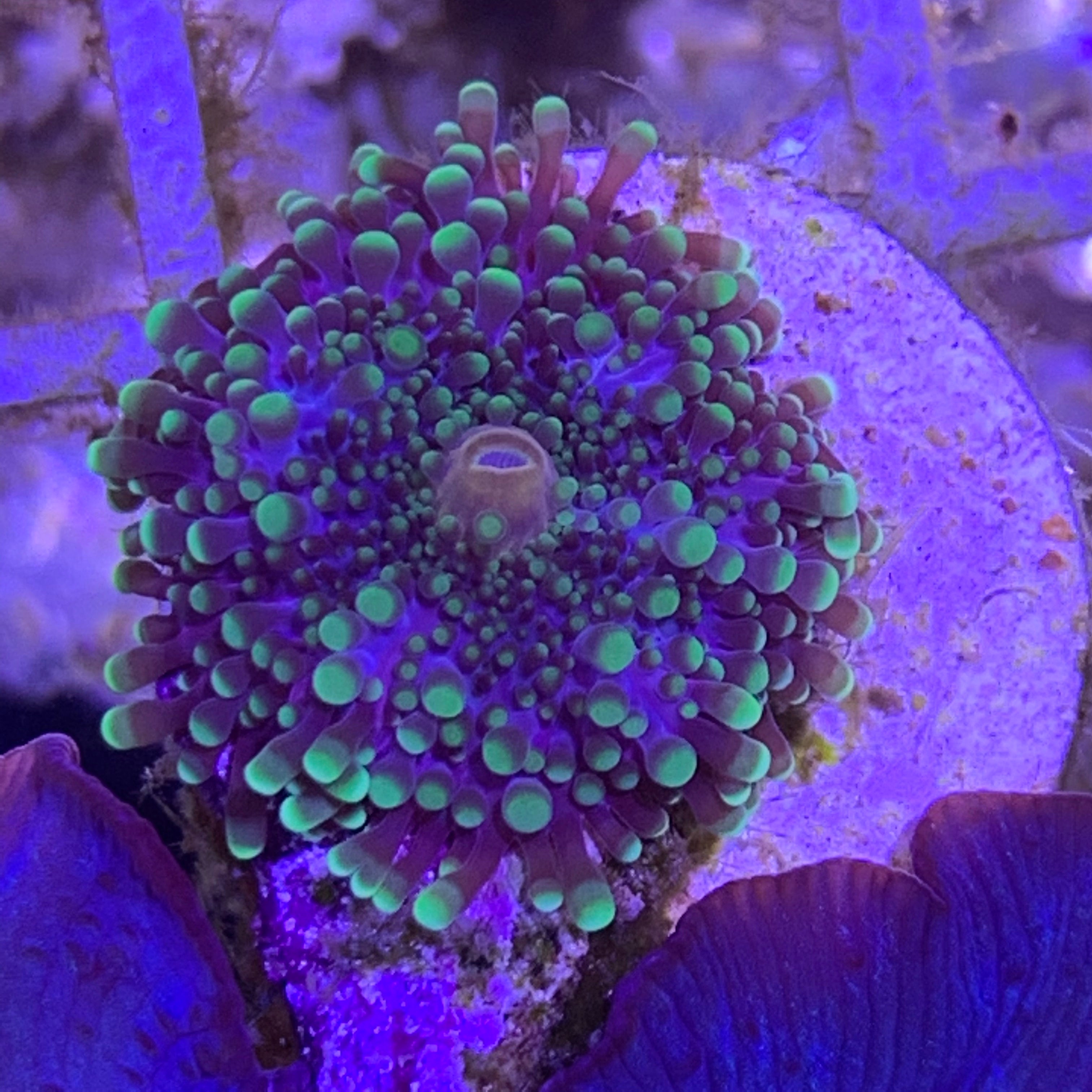 Green fizzy Mushroom