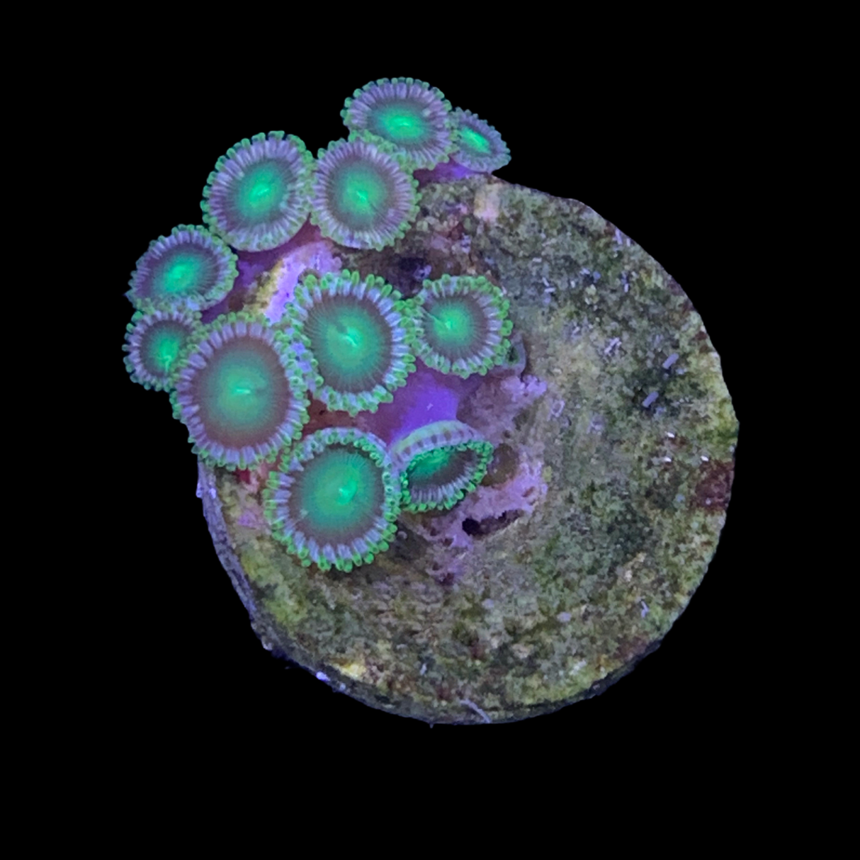 Zoa Frag (UK Grown)