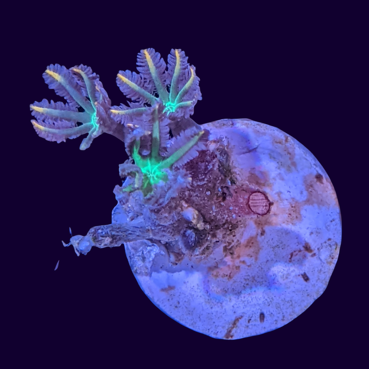 Clove Polyp