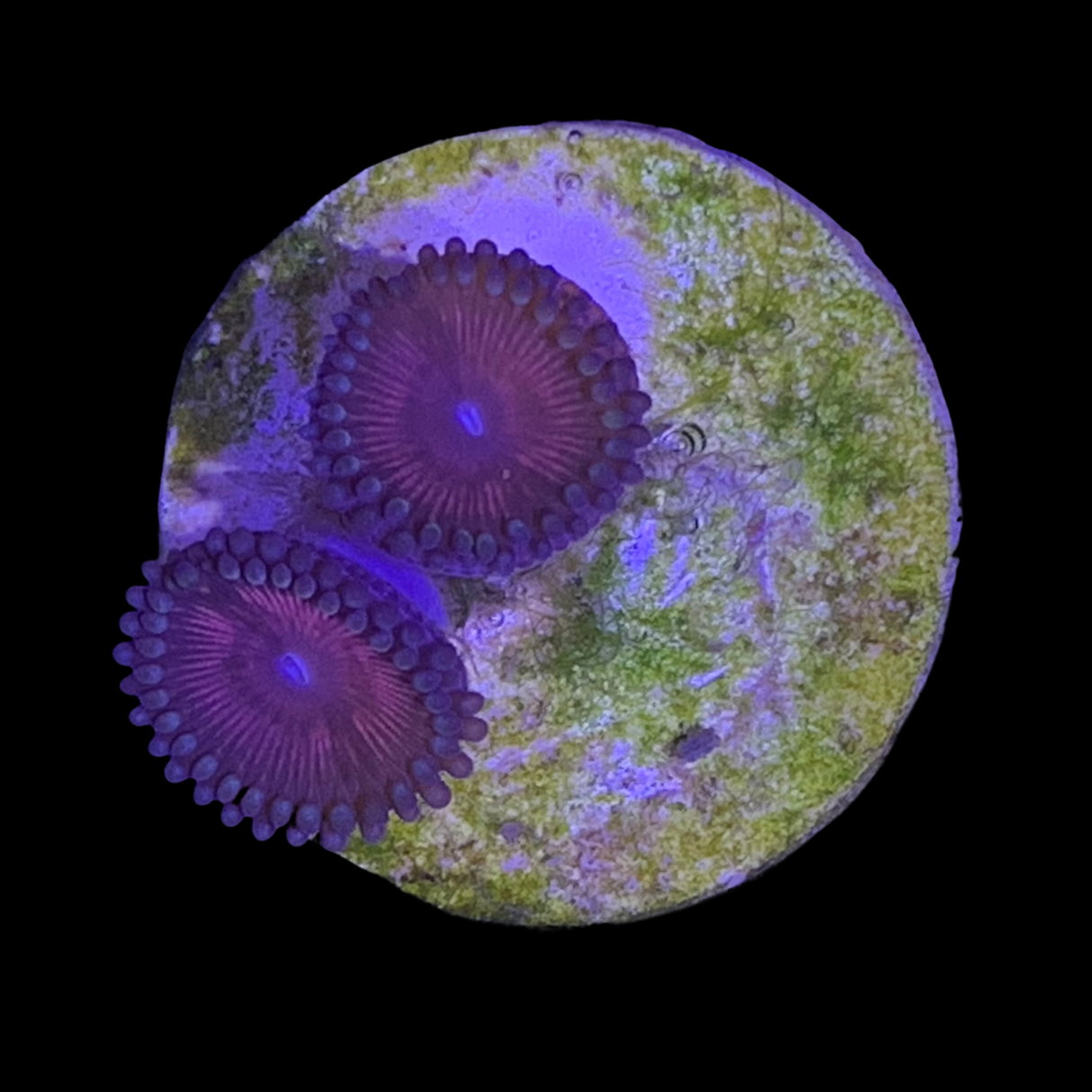 Zoa Frag