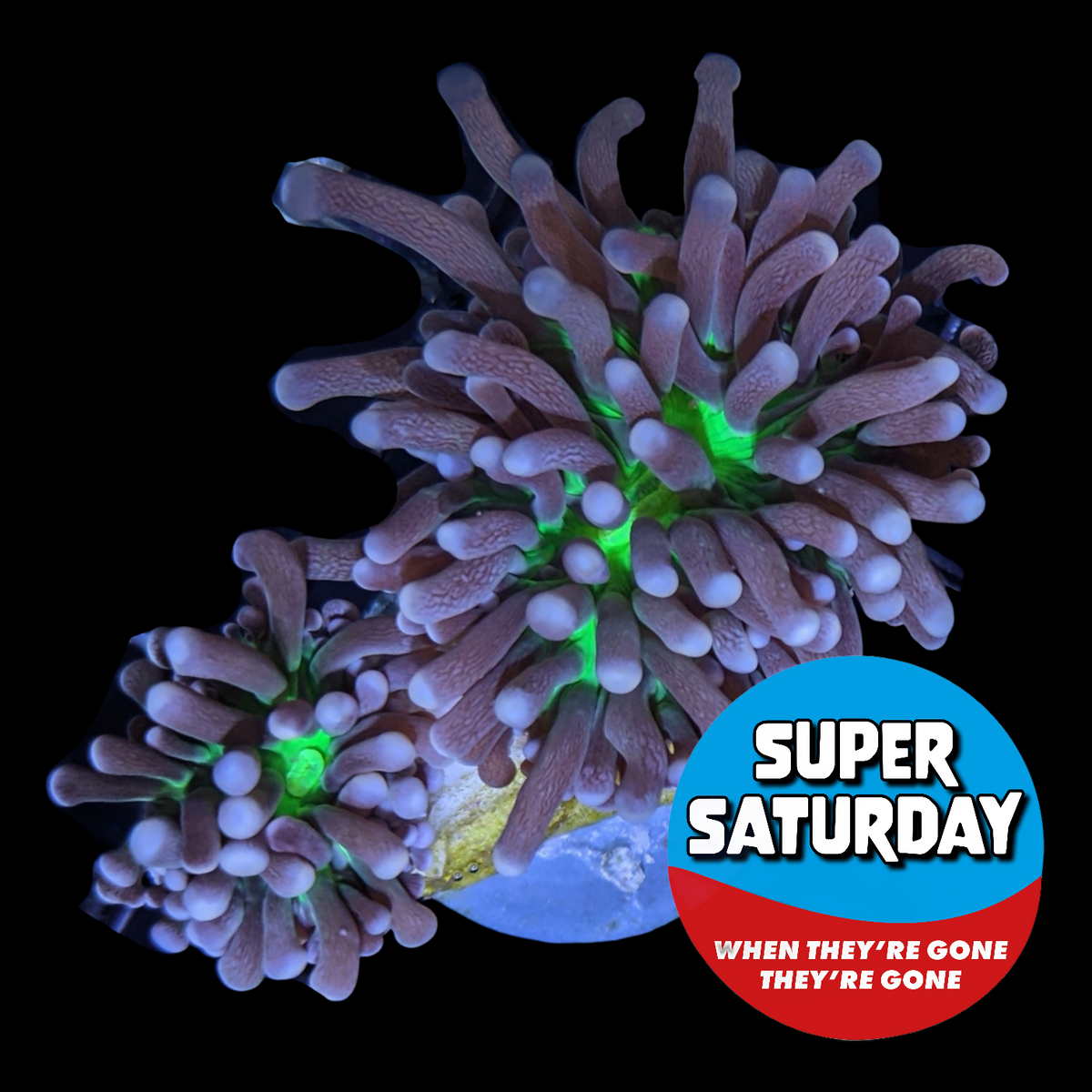Super Saturday  2 Head Torch Frag