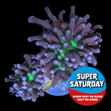 Super Saturday  2 Head Torch Frag
