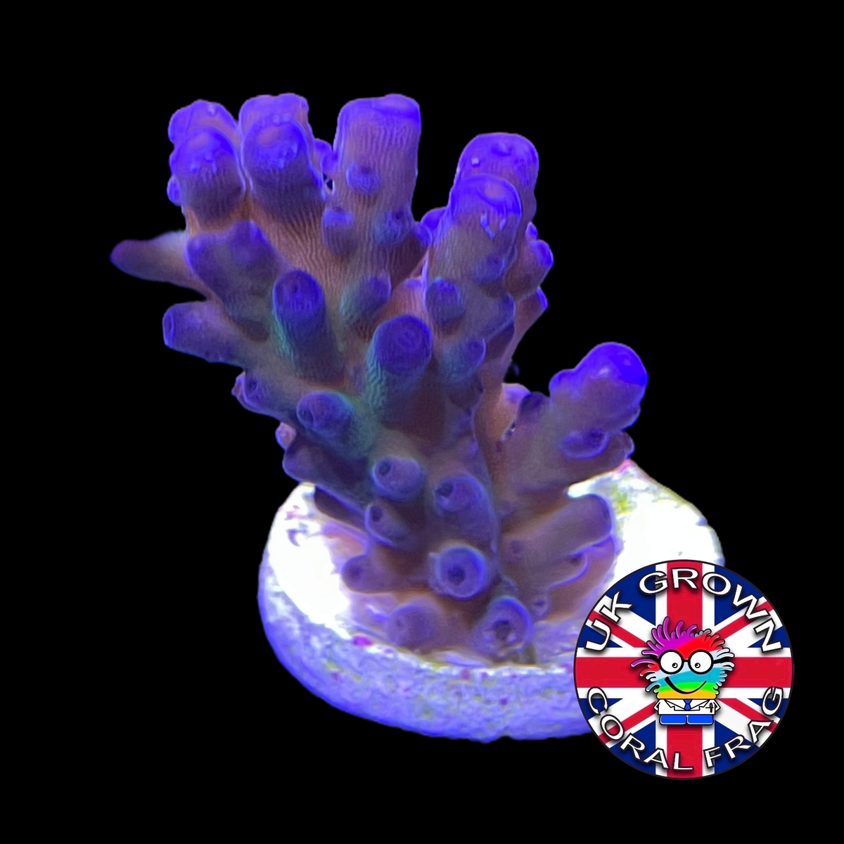 California Tort Acropora Frag (UK Grown)