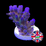 California Tort Acropora Frag (UK Grown)