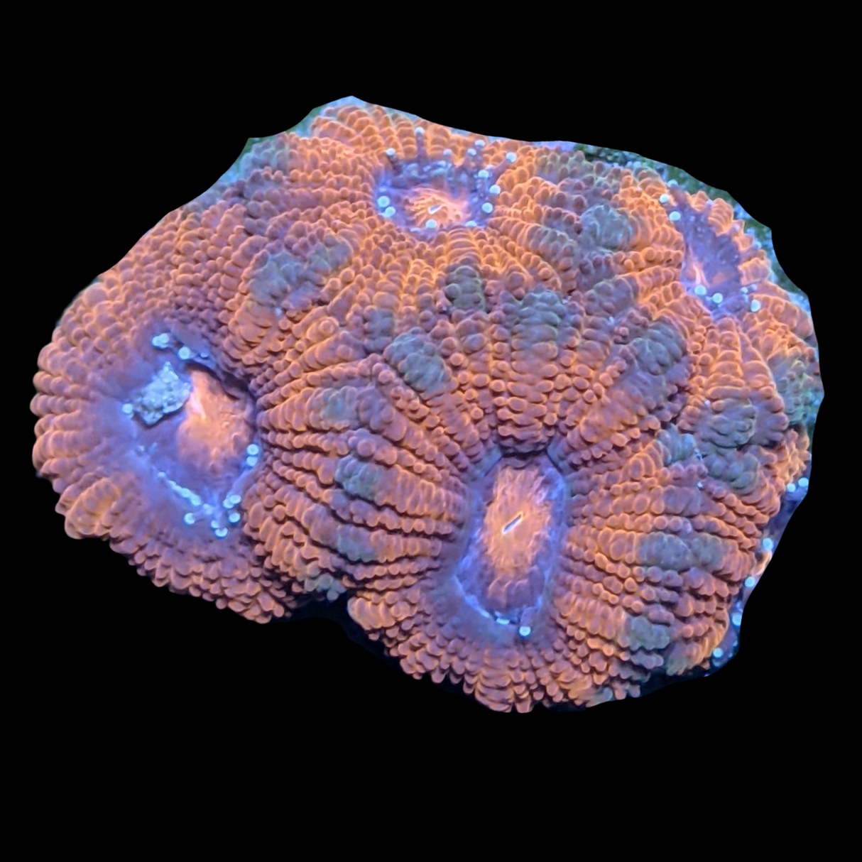 Acanthastrea Lordhowensi