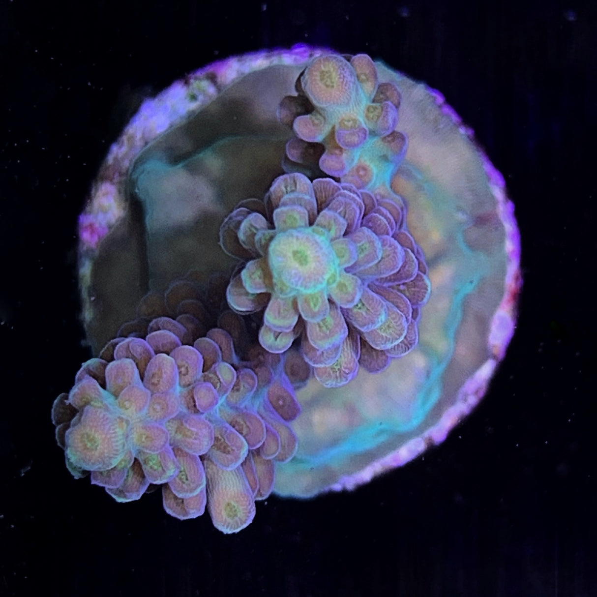 Acropora Frag