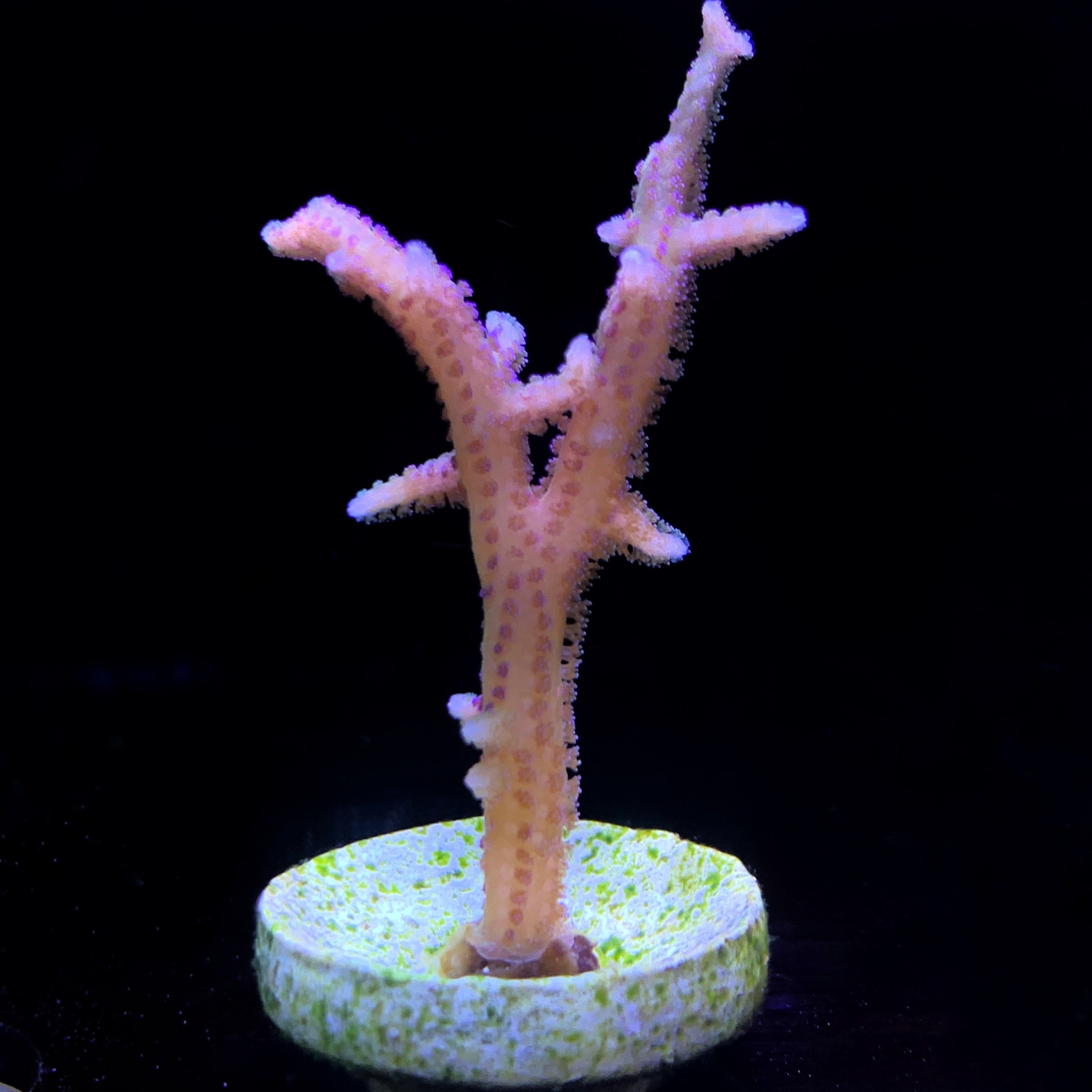 Pink Hystrix Seriatopora