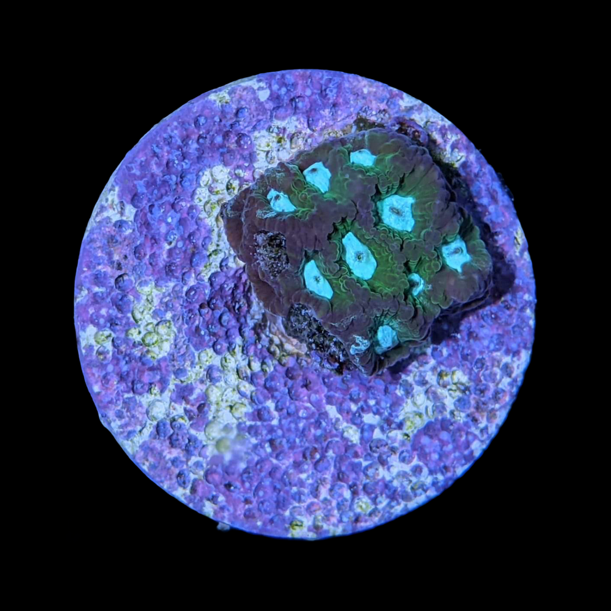 Emerald City Plesiastrea