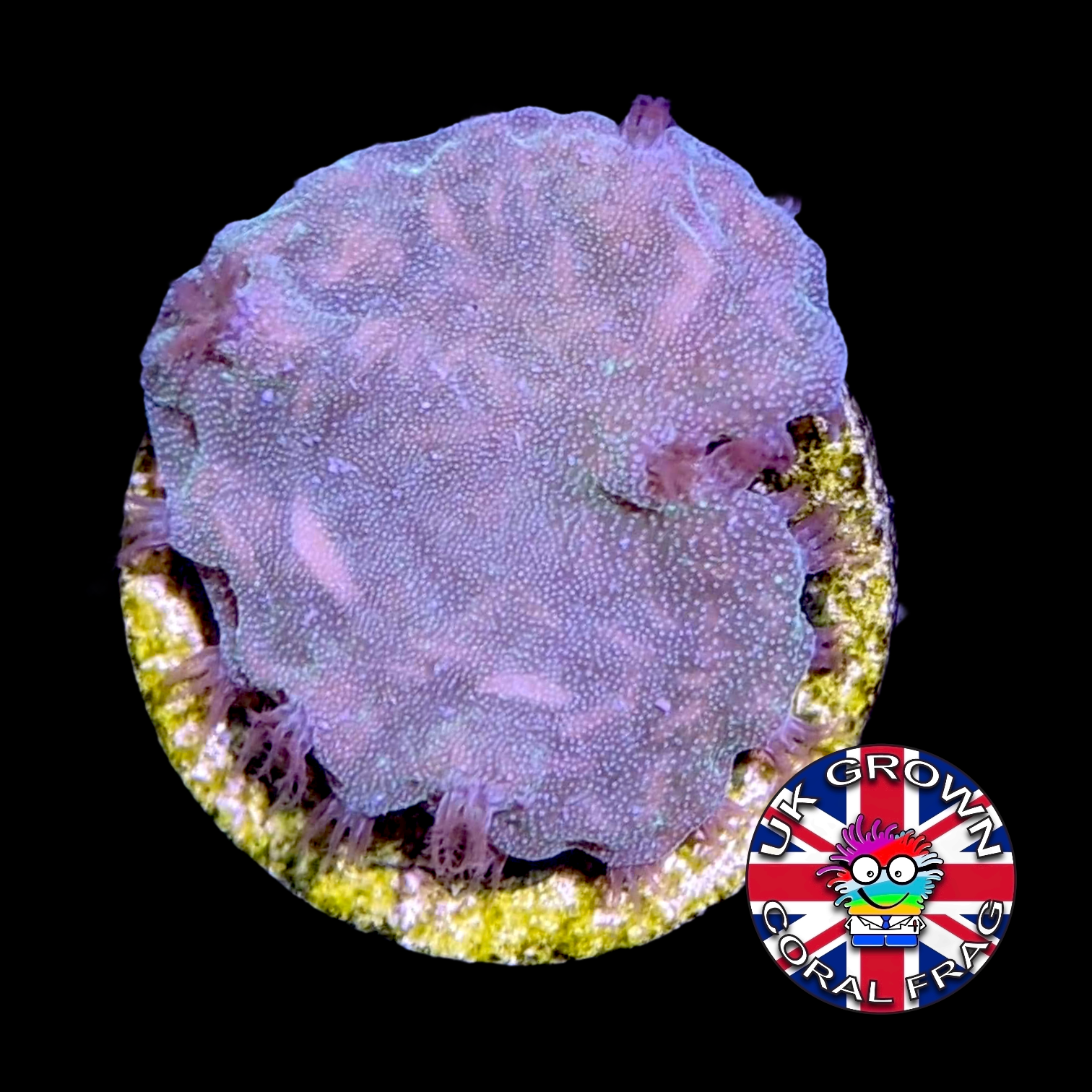 Cabbage Coral Sinularia Dura (UK Grown)