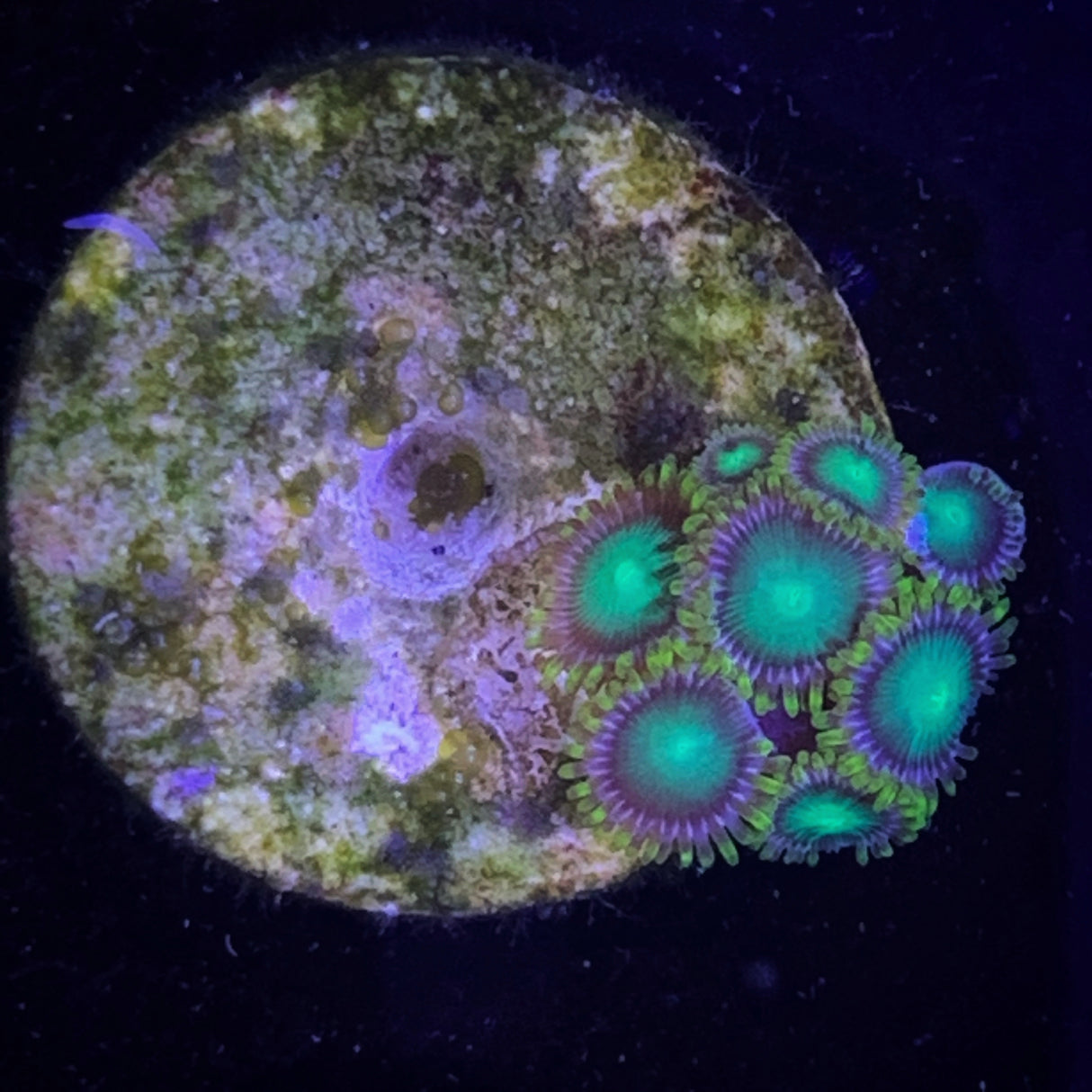 Zoa Frag