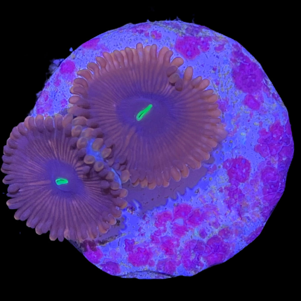 Red People Eater Zoa Frag