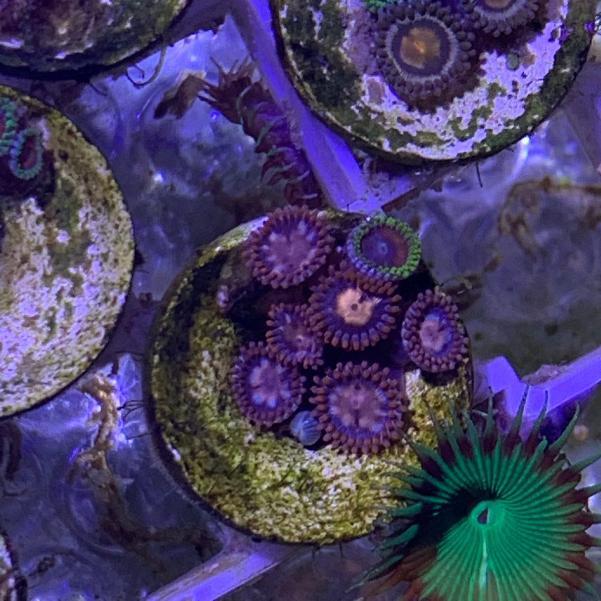 6 polyp Zoa frag