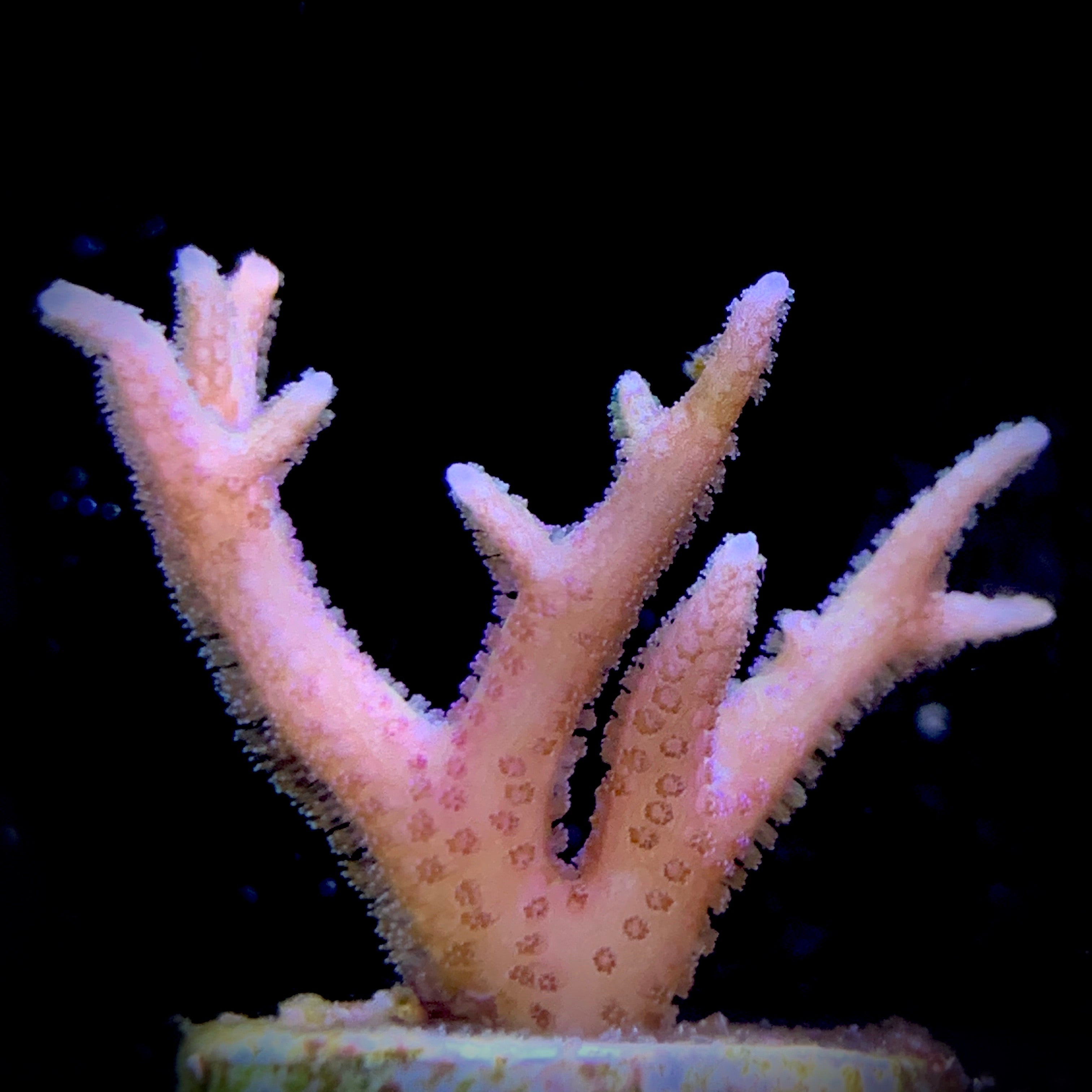 Pink Hystrix Seriatopora